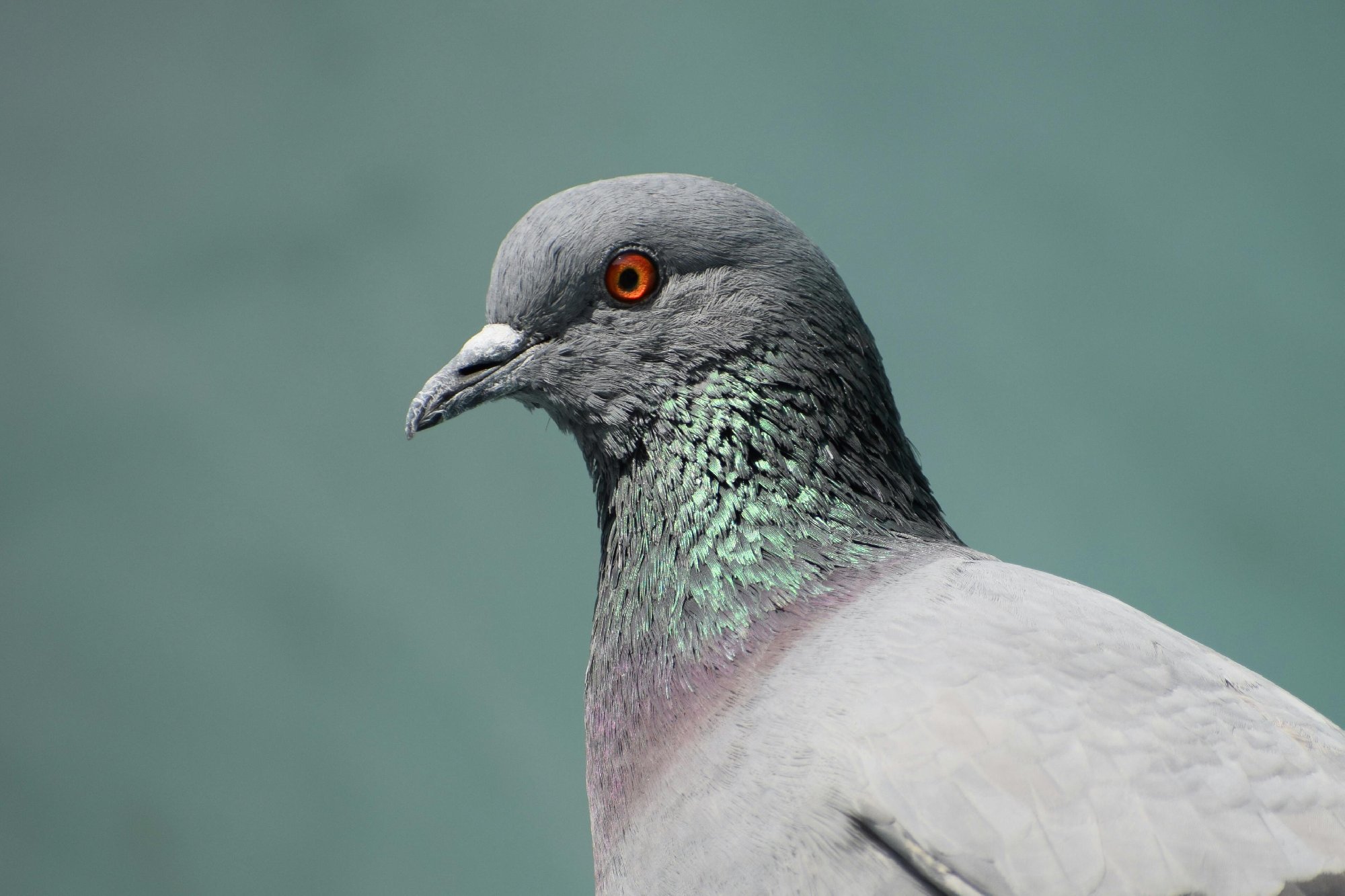 Top half of pigeon close-up photo