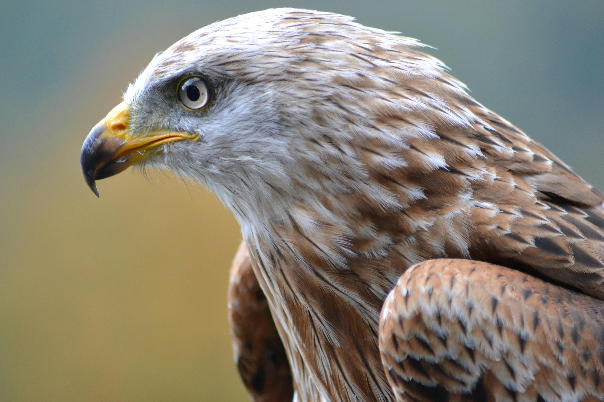 close-up of photograph of an adult falcon