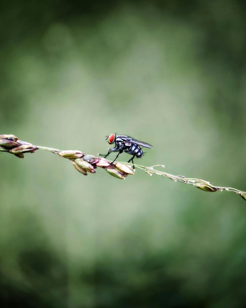 pest on vine plant branch mid-air