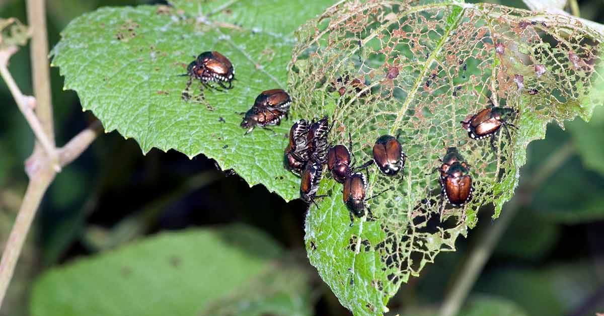 Pests on big green leave in a house´s rear garden